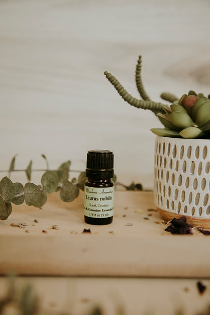 laurus nobilis essential oil